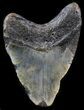 Bargain Megalodon Tooth - North Carolina #30367-1